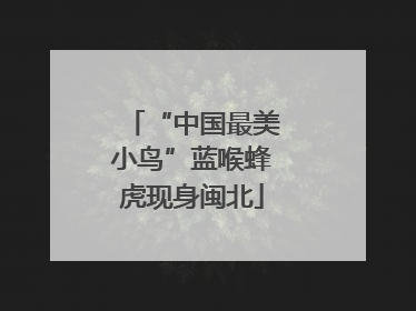 “中国最美小鸟”蓝喉蜂虎现身闽北
