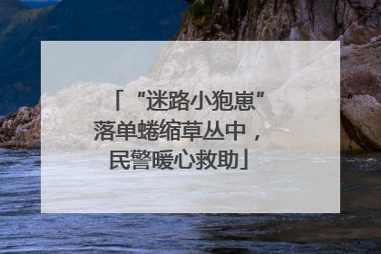 “迷路小狍崽”落单蜷缩草丛中，民警暖心救助