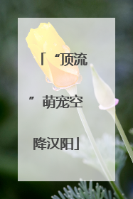 “顶流”萌宠空降汉阳