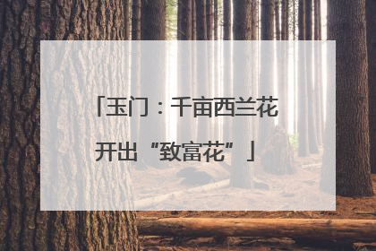 玉门：千亩西兰花开出“致富花”