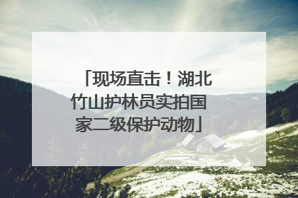 现场直击！湖北竹山护林员实拍国家二级保护动物