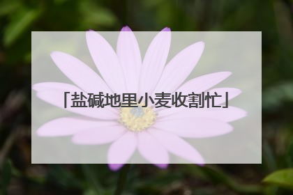 盐碱地里小麦收割忙