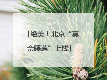 绝美！北京“莫奈睡莲”上线
