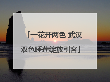 一花开两色 武汉双色睡莲绽放引客
