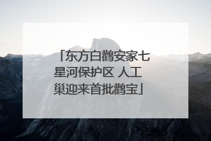东方白鹳安家七星河保护区 人工巢迎来首批鹳宝