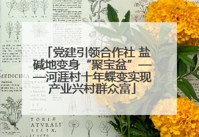 党建引领合作社 盐碱地变身“聚宝盆”——河涯村十年蝶变实现产业兴村群众富