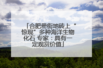 合肥罍街地砖上“惊现”多种海洋生物化石 专家：具有一定观赏价值