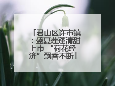 君山区许市镇：盛夏莲蓬清甜上市 “荷花经济”飘香不断