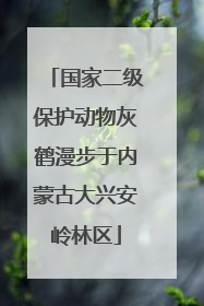 国家二级保护动物灰鹤漫步于内蒙古大兴安岭林区