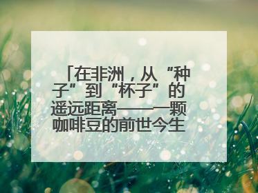 在非洲，从“种子”到“杯子”的遥远距离——一颗咖啡豆的前世今生（三）
