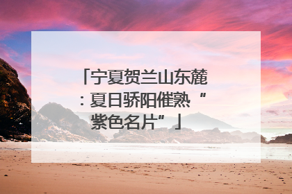 宁夏贺兰山东麓：夏日骄阳催熟“紫色名片”