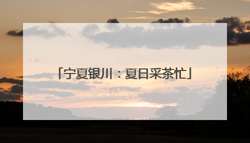 宁夏银川：夏日采茶忙