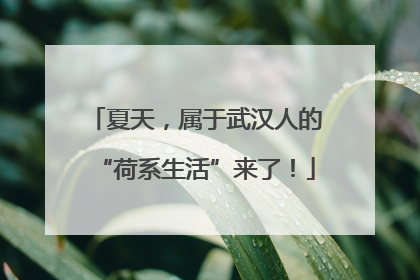 夏天，属于武汉人的“荷系生活”来了！