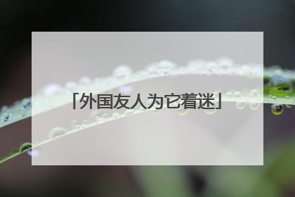 外国友人为它着迷