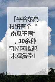 平谷东高村镇有个“南瓜王国”，30余种奇特南瓜迎来观赏季