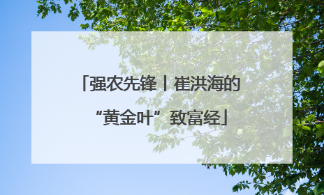 强农先锋丨崔洪海的“黄金叶”致富经