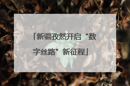 新疆孜然开启“数字丝路”新征程
