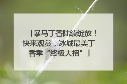 暴马丁香陆续绽放！快来观赏，冰城最美丁香季“终极大招”