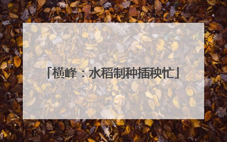 横峰：水稻制种插秧忙