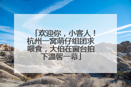 欢迎你，小客人！杭州一窝萌仔组团求喂食，大伯在窗台拍下温馨一幕