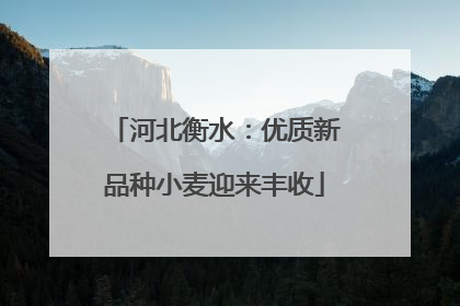 河北衡水：优质新品种小麦迎来丰收