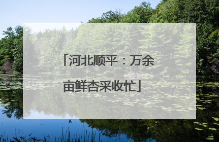 河北顺平：万余亩鲜杏采收忙