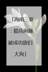 海南三亚：糙齿海豚被成功放归大海