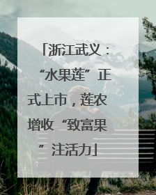 浙江武义：“水果莲”正式上市，莲农增收“致富果”注活力