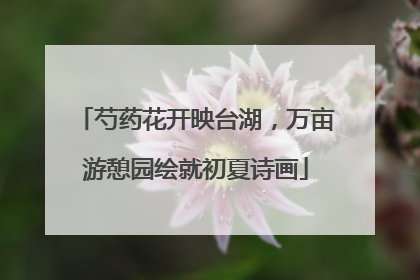 芍药花开映台湖，万亩游憩园绘就初夏诗画