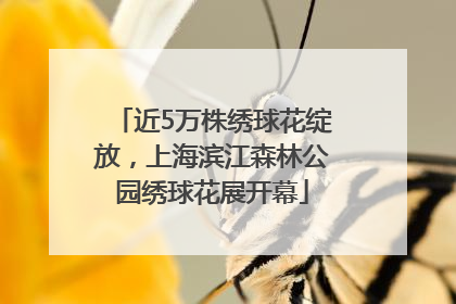近5万株绣球花绽放，上海滨江森林公园绣球花展开幕