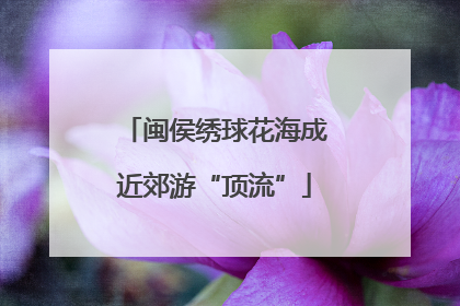 闽侯绣球花海成近郊游“顶流”