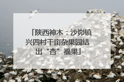 陕西神木：沙峁镇兴四村千亩杂果园结出“杏”福果