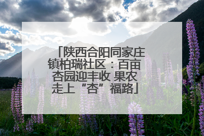 陕西合阳同家庄镇柏瑞社区：百亩杏园迎丰收 果农走上“杏”福路