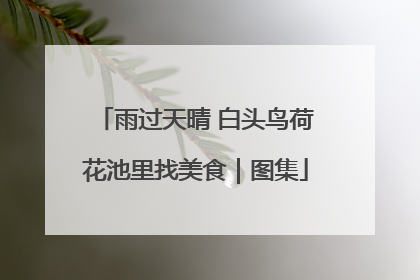 雨过天晴 白头鸟荷花池里找美食｜图集
