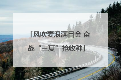 风吹麦浪满目金 奋战“三夏”抢收种