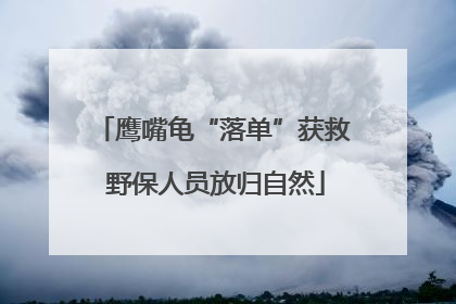 鹰嘴龟“落单”获救 野保人员放归自然