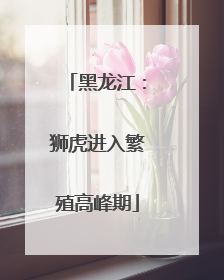 黑龙江：狮虎进入繁殖高峰期