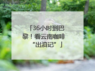 36小时到巴黎！看云南咖啡“出滇记”